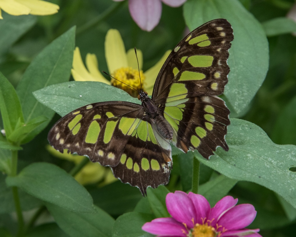 Green and Black Butterfly