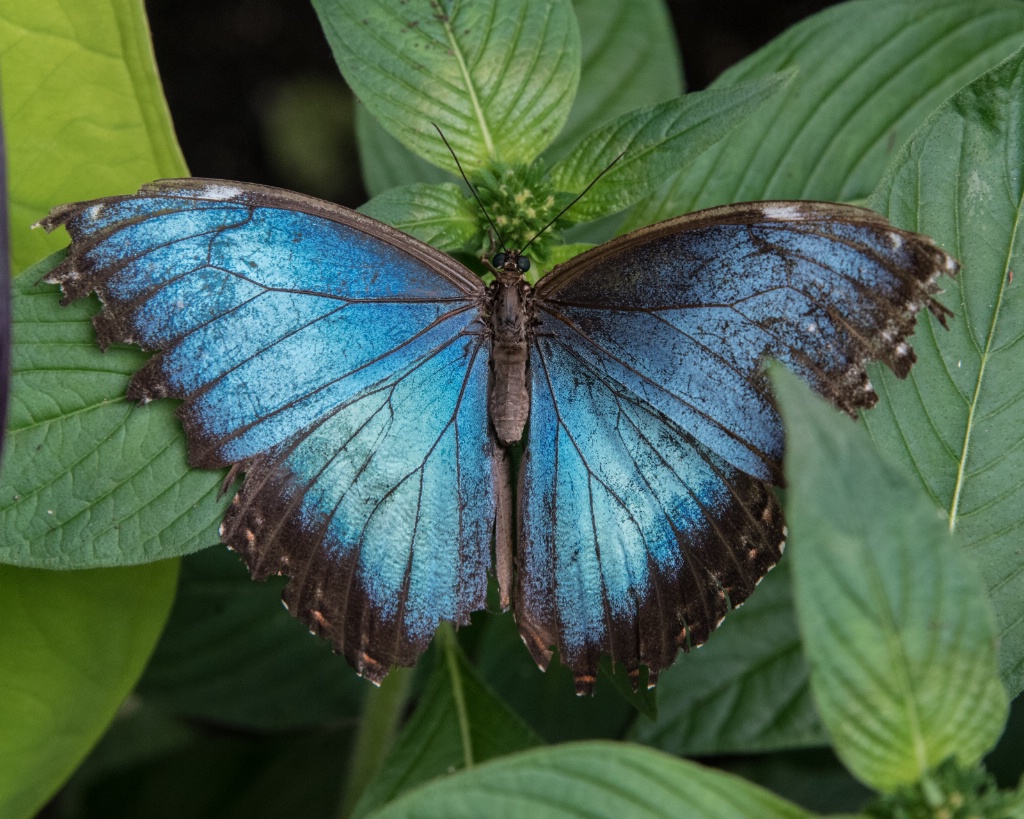 Blue and Brown Butterfly