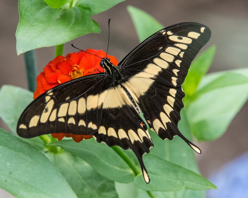 Yellow and Black Butterfly