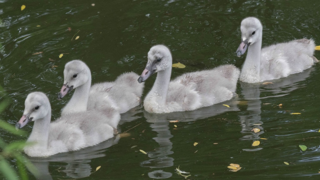 Trumpeter Swan Cygnets