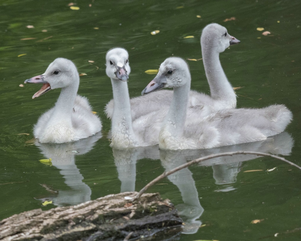 Trumpeter Swan Cygnets