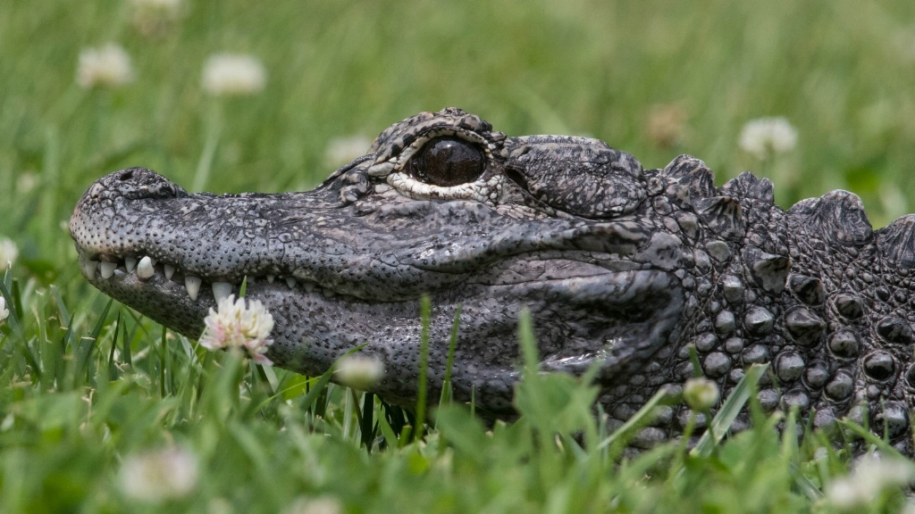 Chinese Alligator