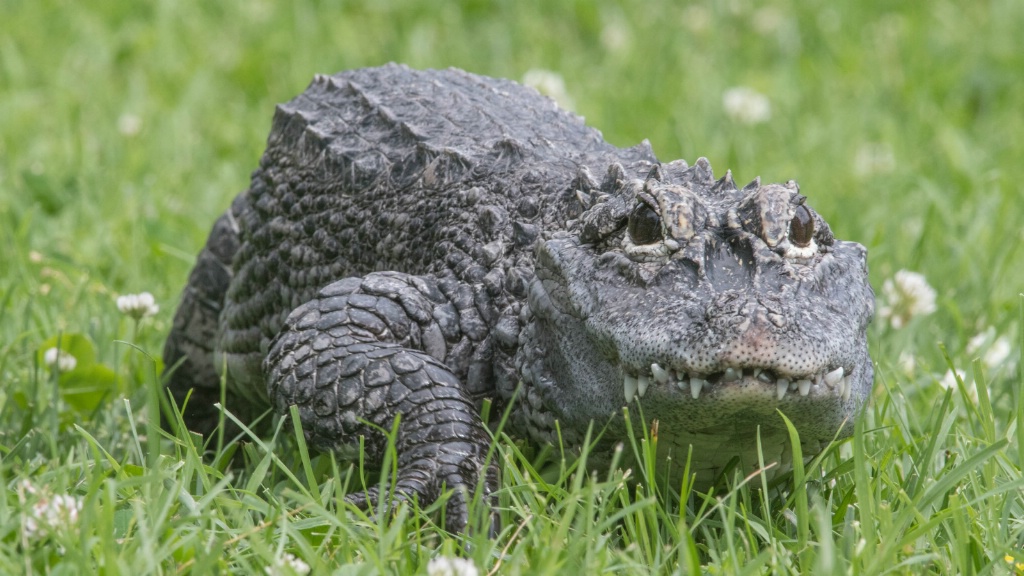 Chinese Alligator