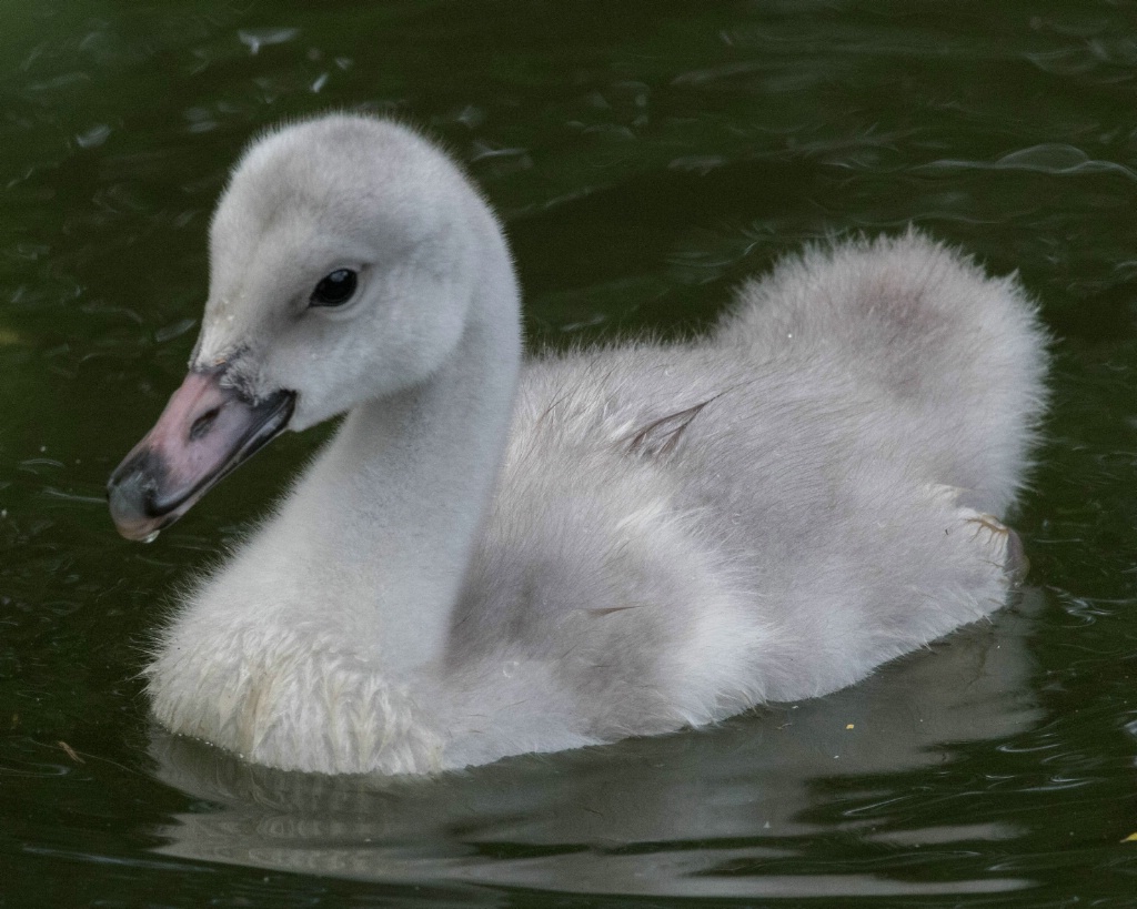 Trumpeter Swan CygnetMaryland Zoo