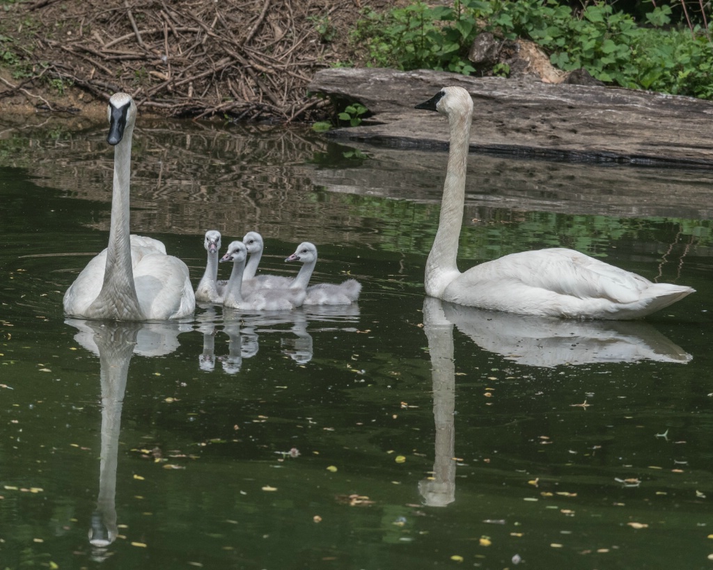 Trumpeter Swan Family