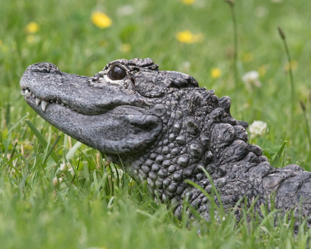 Chinese Alligator