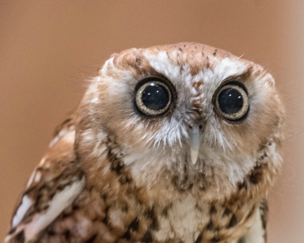 Screech Owl