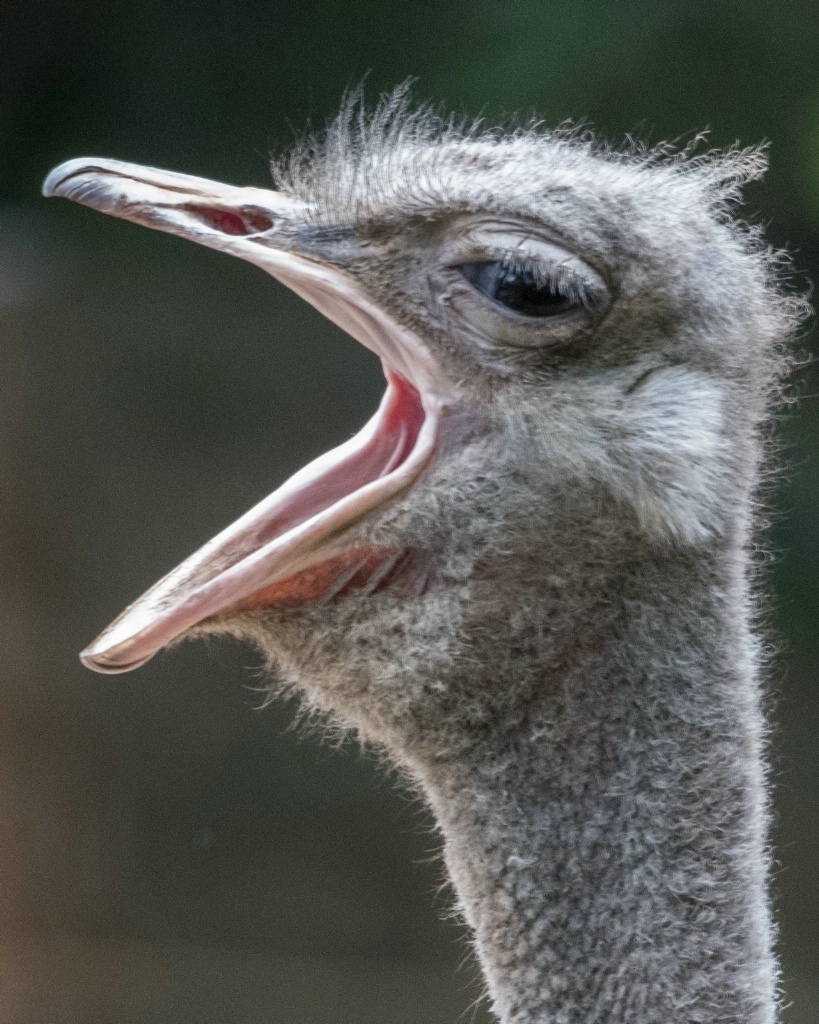Yawning Ostrich