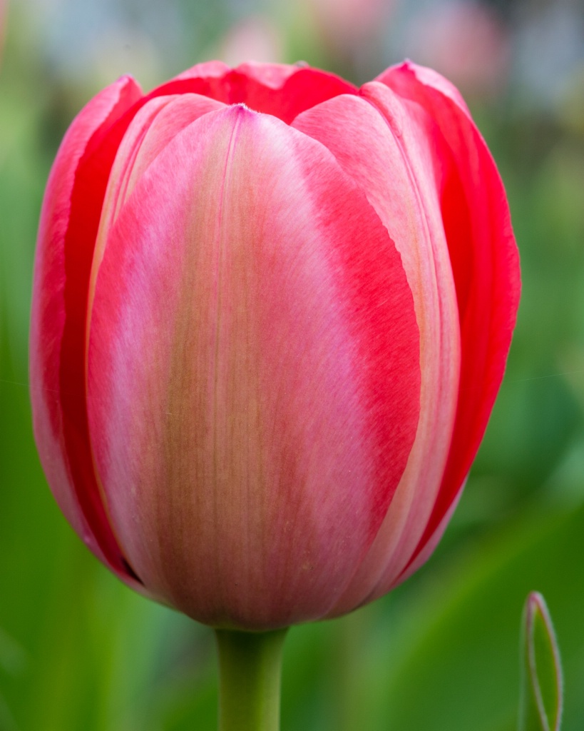 Red, White, and Tulip