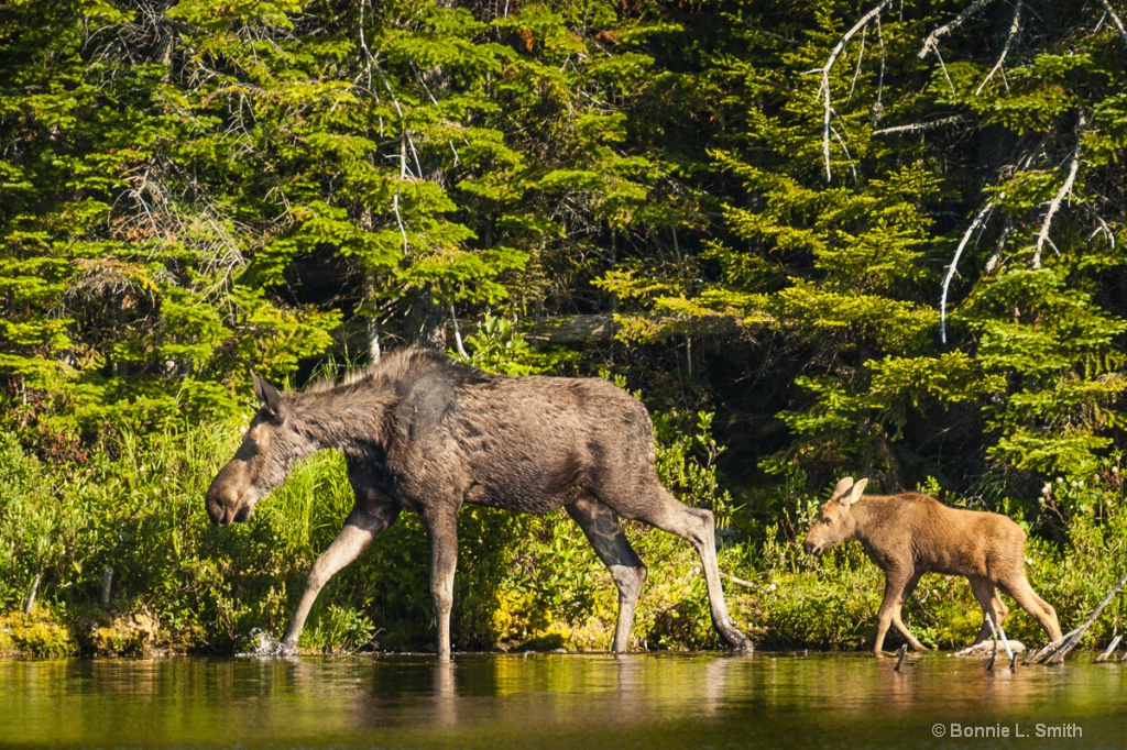 Cow with Calf 1 of 1