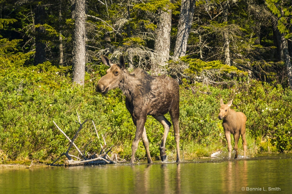 Cow with Calf 4 1 of 1