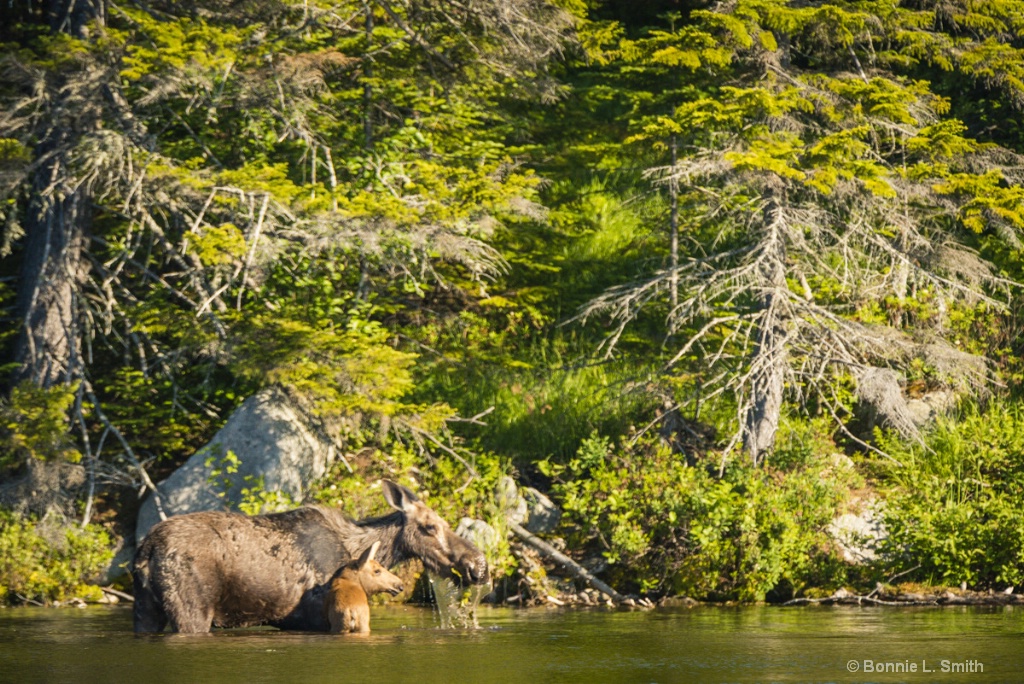 Cow with Calf 6 1 of 1