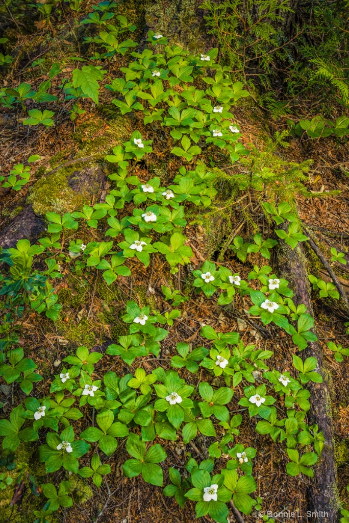 Bunchberry Dogwood 1 of 1