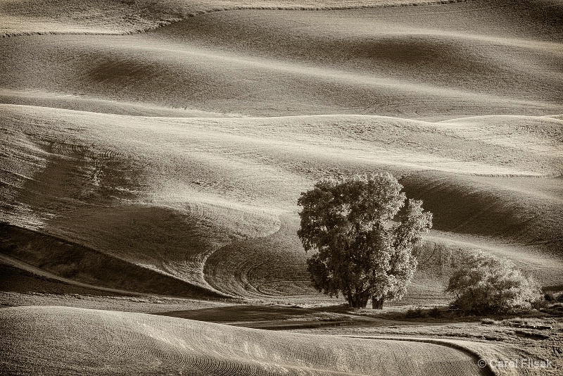 Nature's Design
