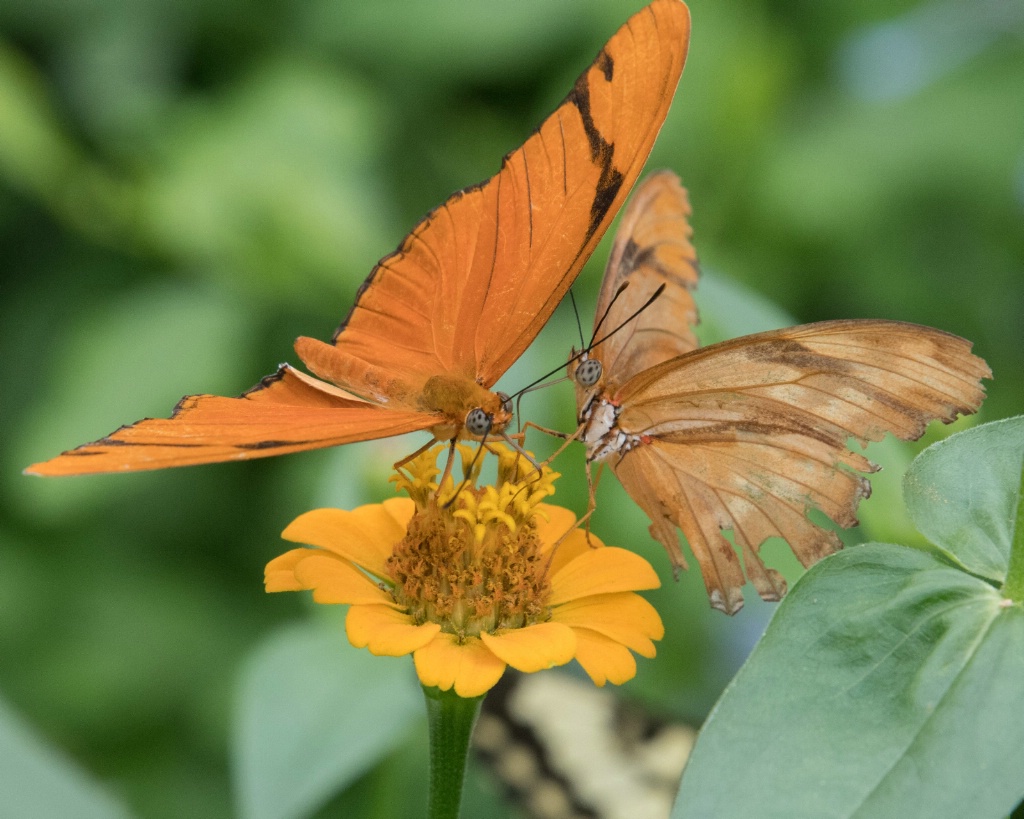 Double the Butterflies