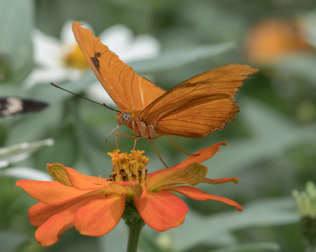 Butterfly on Orange Flower