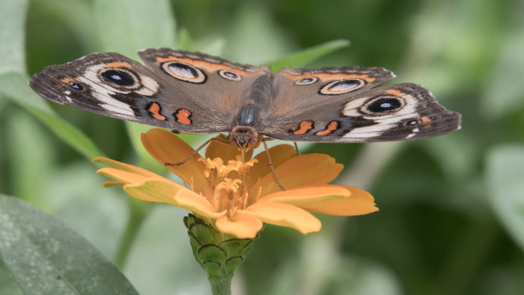 Butterfly on Yellow Flower