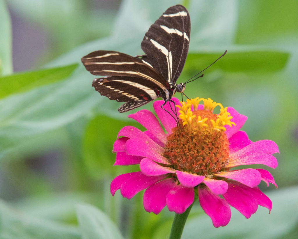 Butterfly on Pink Flower