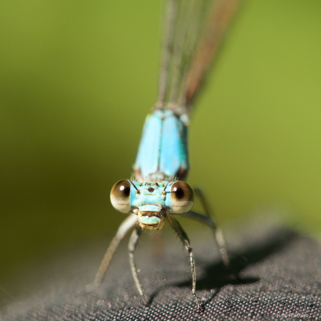 My New Friend - the Damselfly