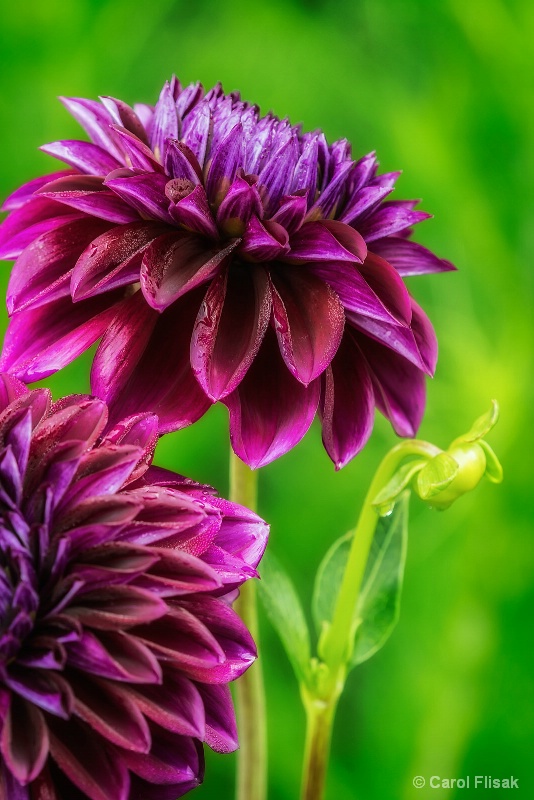 Diva Decorative Dahlia