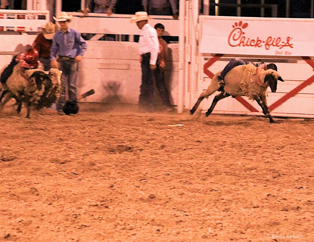 Mutton Busting