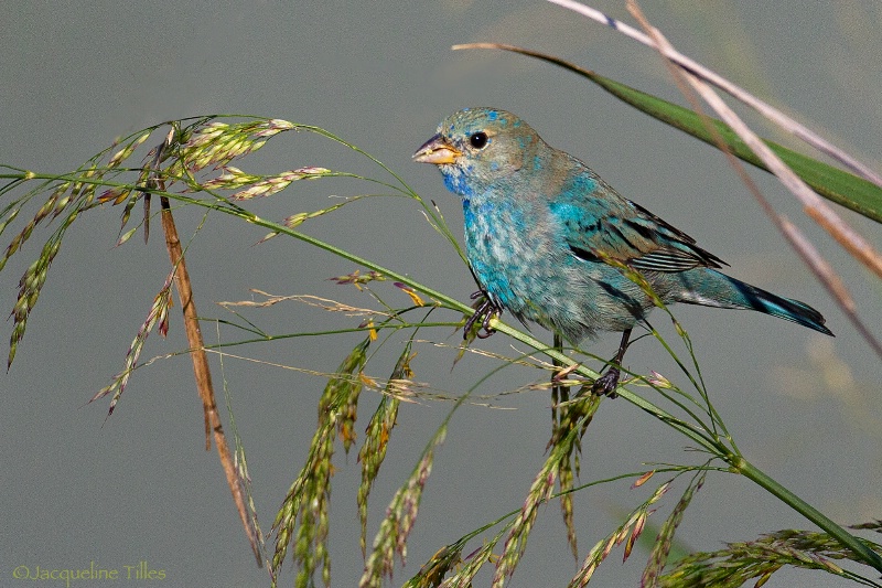 Immature Indigo Bunting