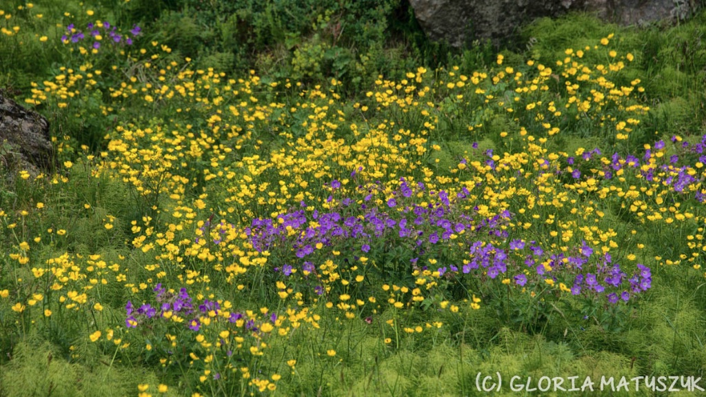 Colorful flowers at Thingvellir