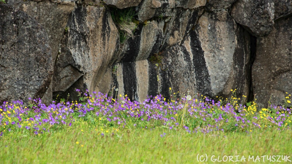 Thingvellir Flowers and volcanic walls