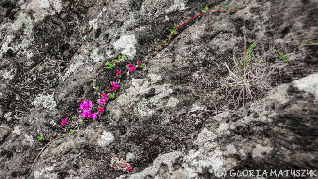 Flowers among the volcanic outcrop