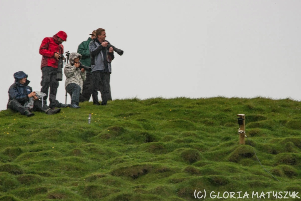 More photographers in the rain hunting puffin