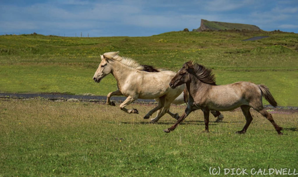 Icelandic horses are native to Iceland