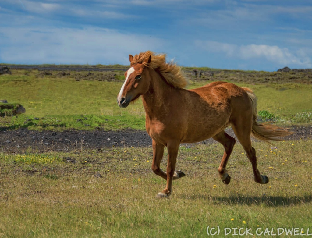 One Icelandic horse