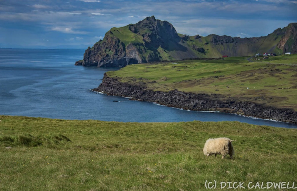 Typical Icelandic scene with a sheep