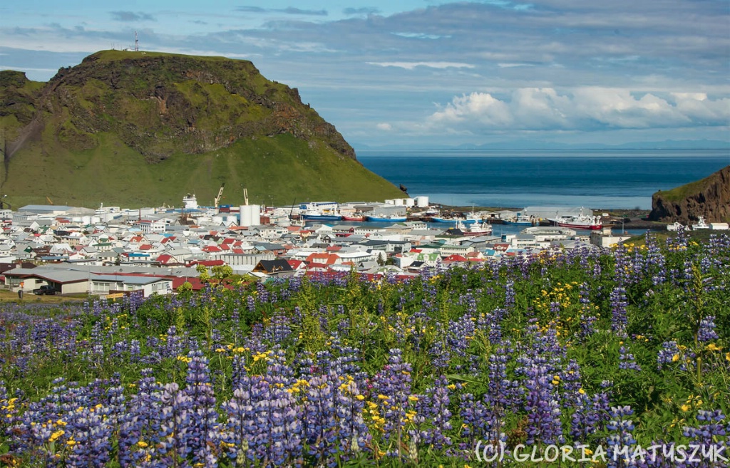 Lupine with the city and harbor  Vestmannaeyjar 