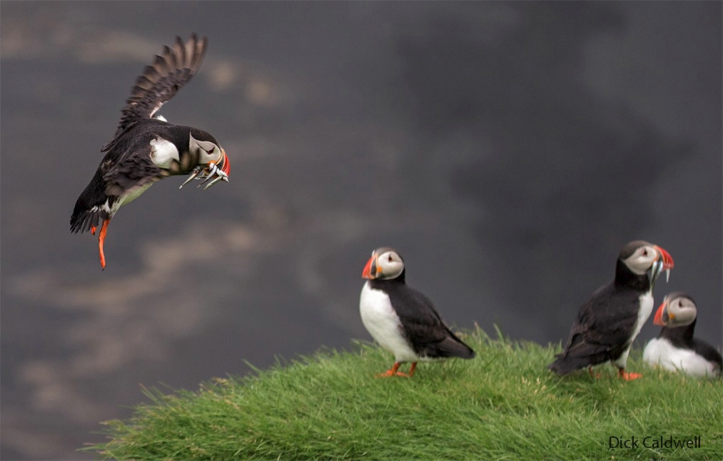 Puffins near Vik With fish