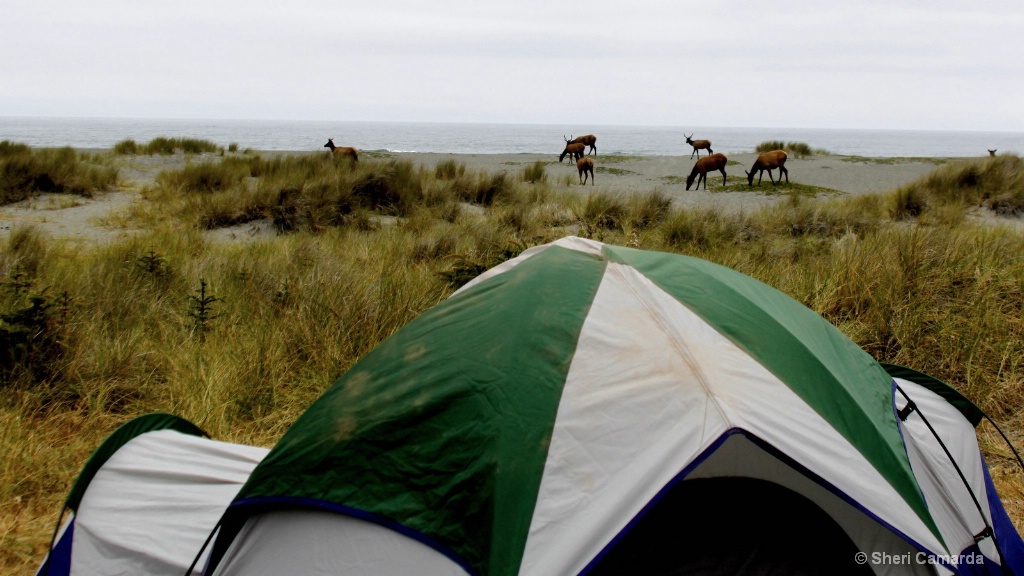 Elk on the Beach
