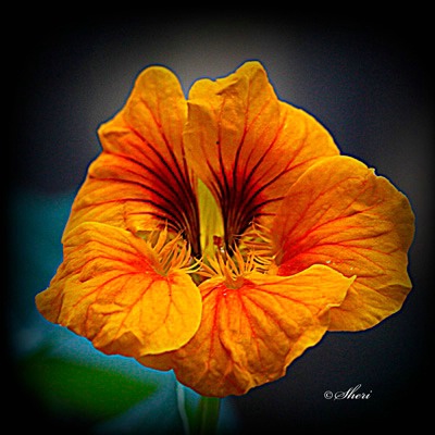 Nasturtium Flower