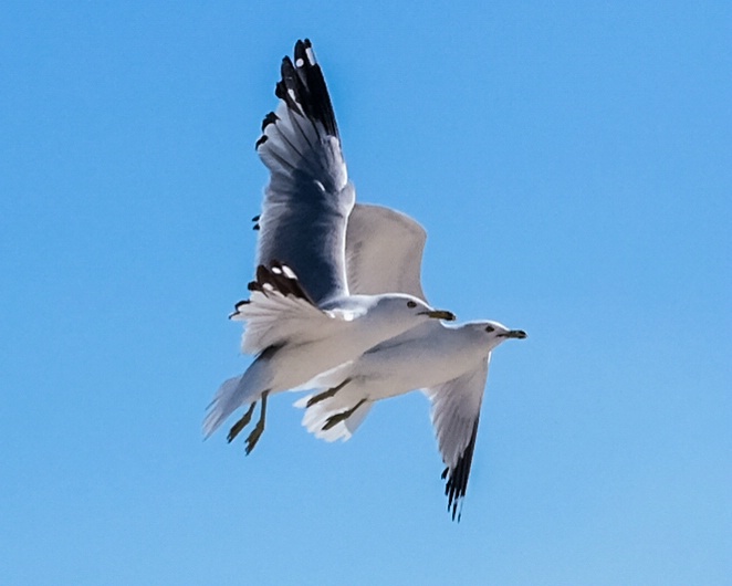 In flight