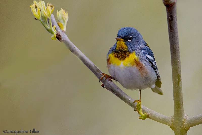 Northern Parula 