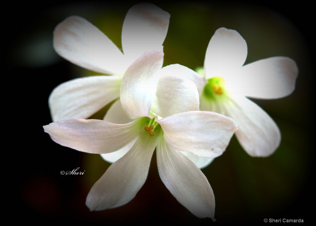 Clover Flowers 