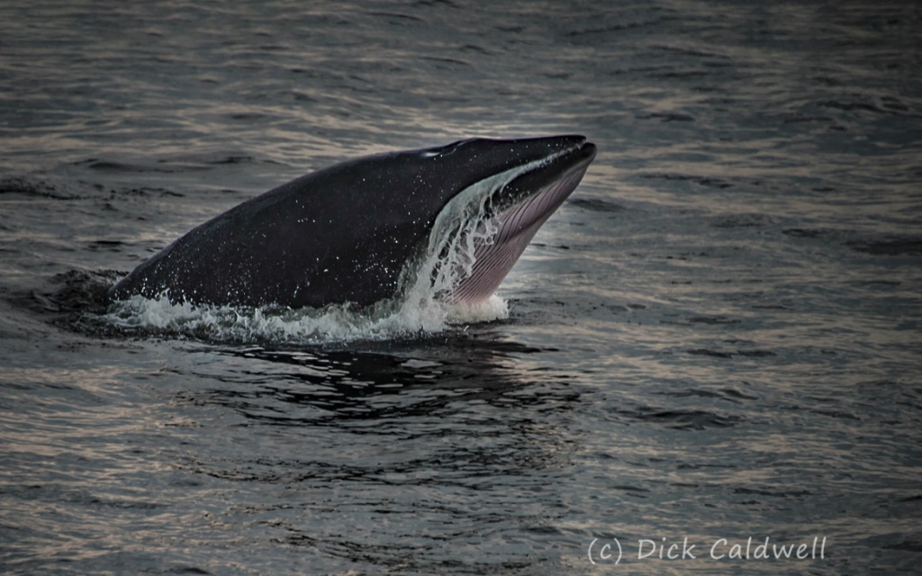 Minke Whale, Quebec, Canada:image: Dick Caldwell