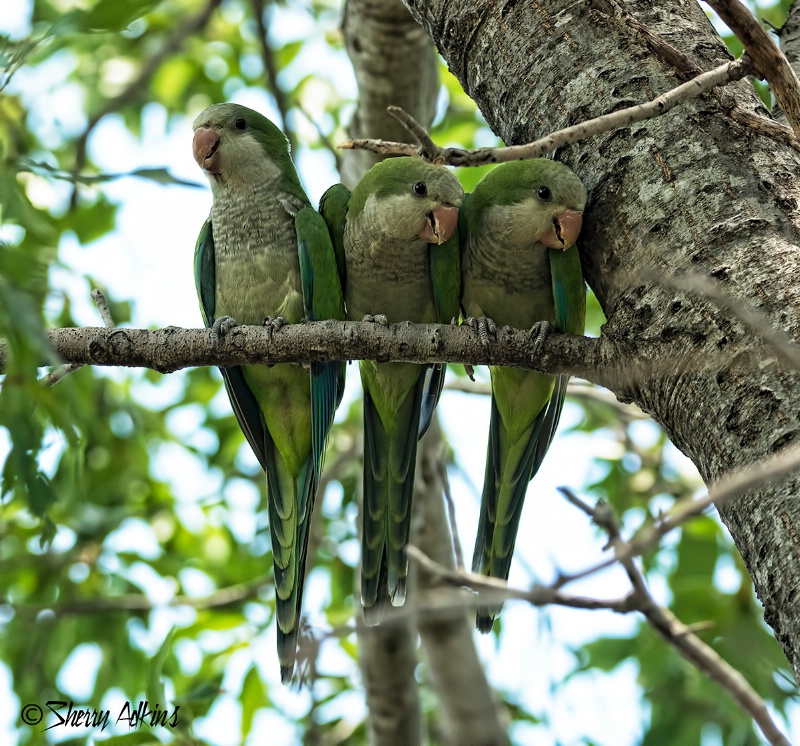 Monk Parakeets