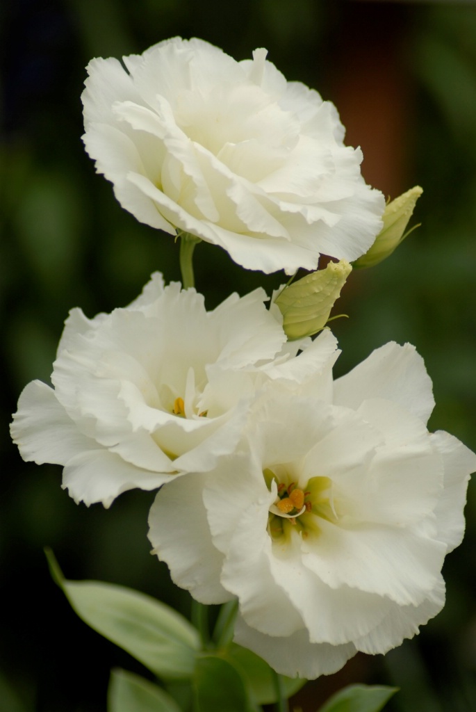 Lisianthus: White Creme