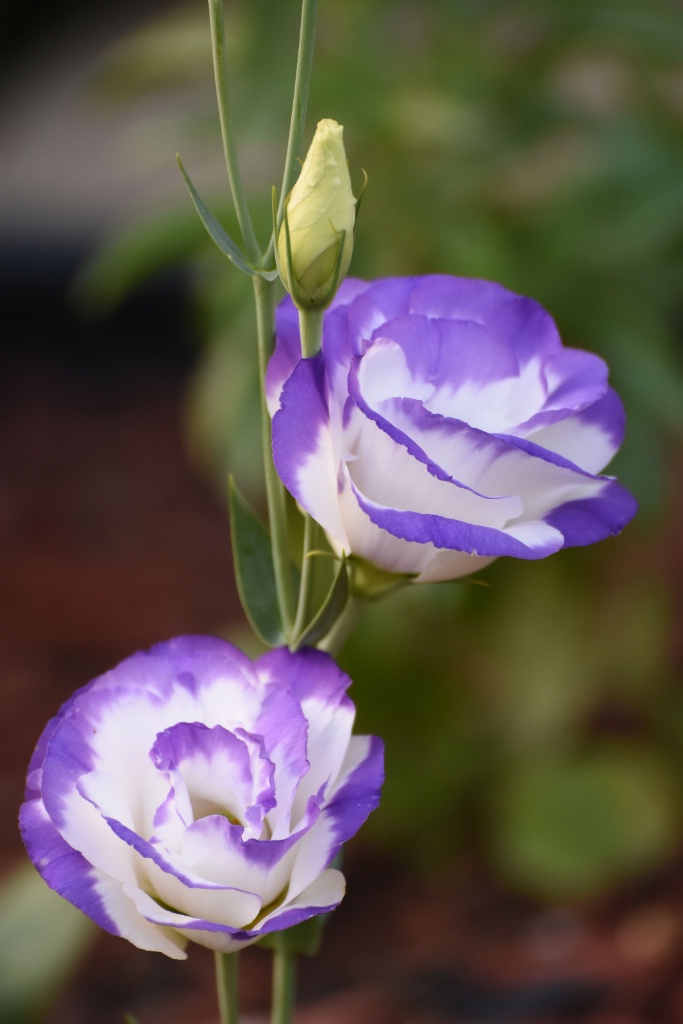 Lisianthus: Balboa Blue Rim