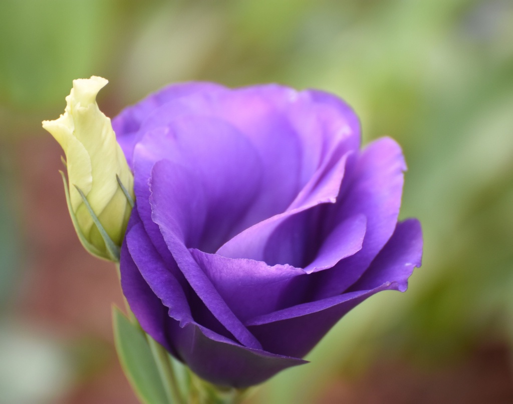 Lisianthus: Purple