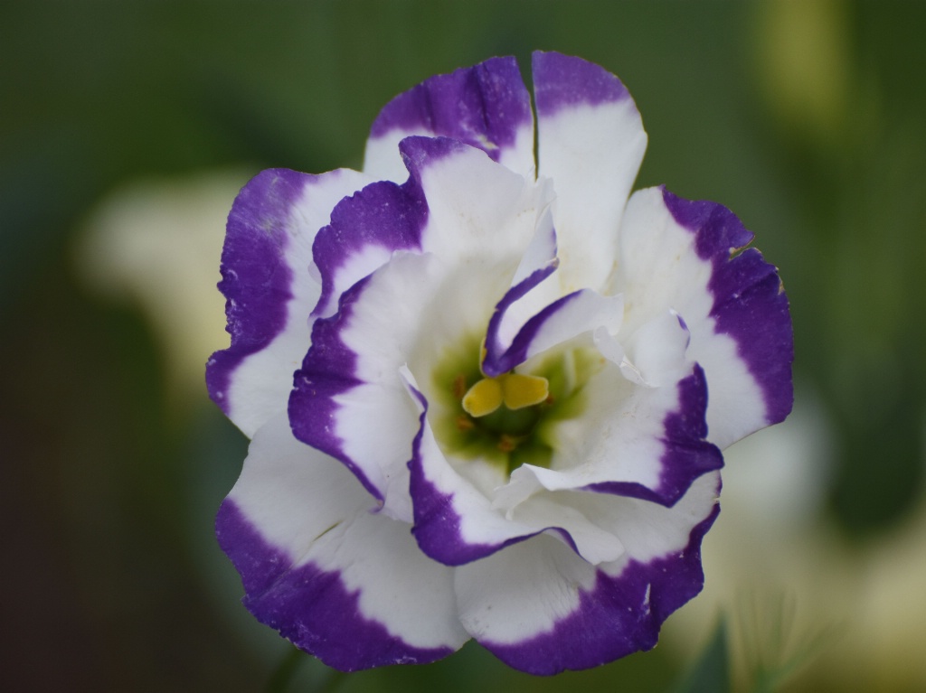 Lisianthus: Balboa Blue Rim