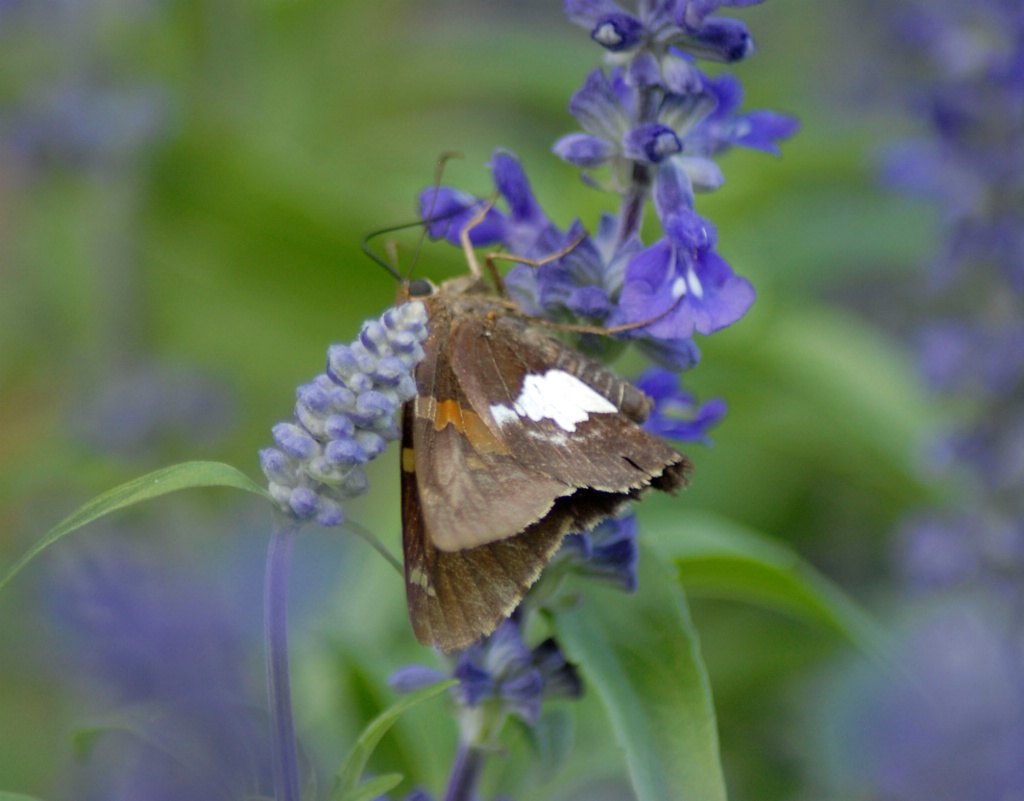 Butterfly and Blue Salvia