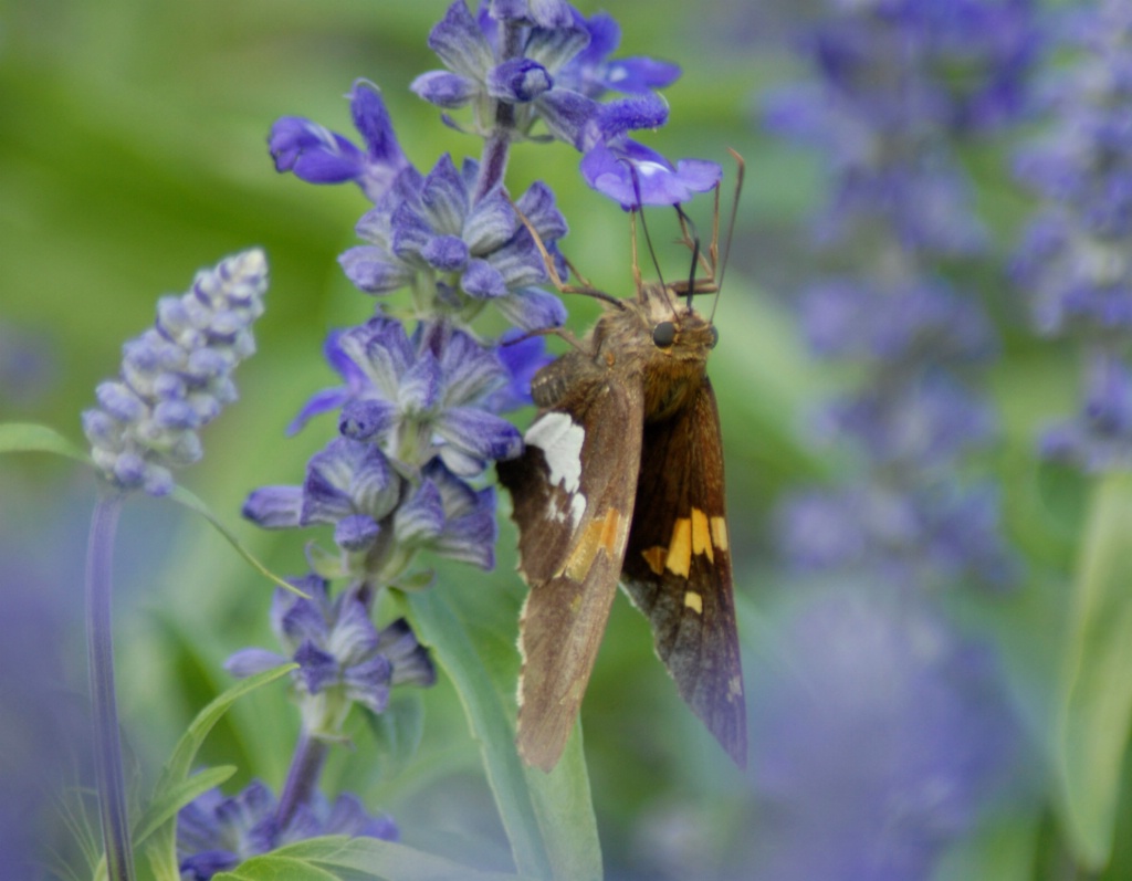 Butterfly and Blue Salvia