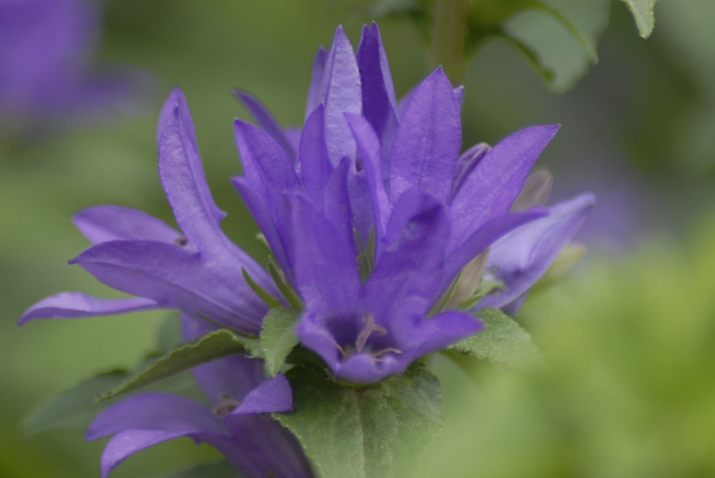 Bellflower
