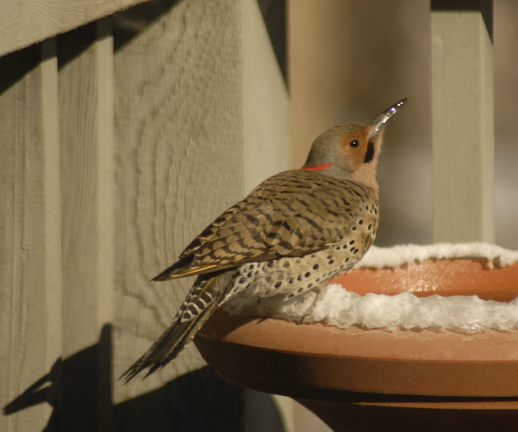 Thirsty woodpecker